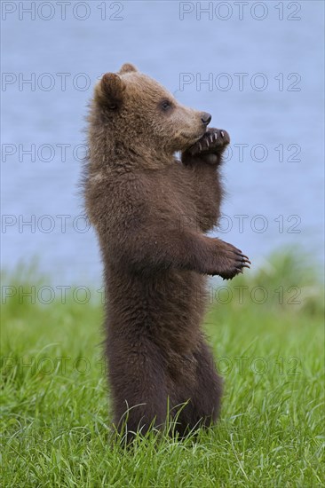 Eurasian brown bear