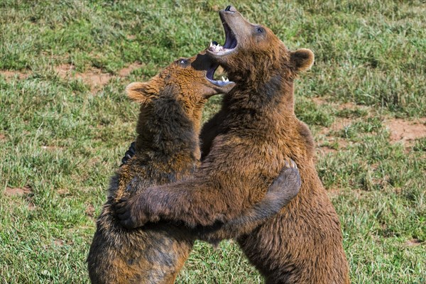 Two aggressive territorial Eurasian brown bears