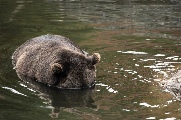 Brown bear