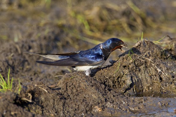 Barn swallow