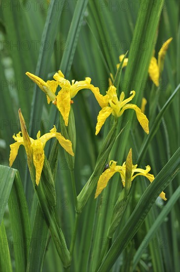 Yellow iris