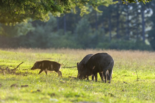 Wild boars