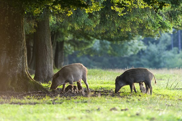 Wild boars