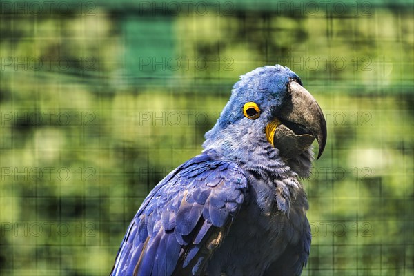 Hyacinth Macaw