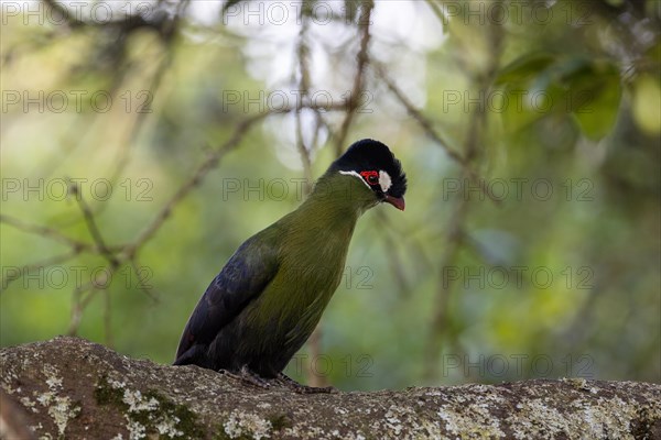 Schalow's Turaco