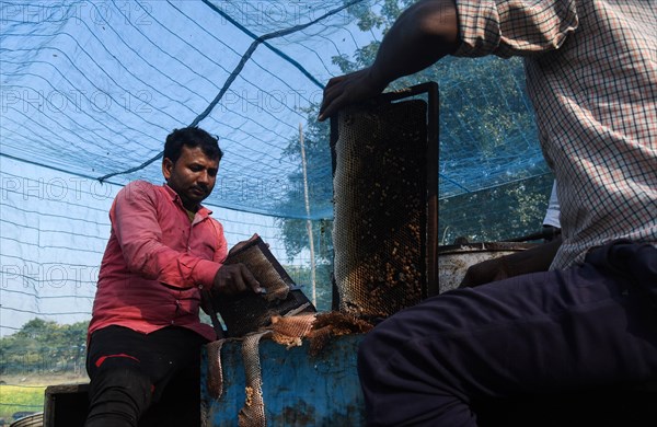 Bee keepers working in a bee farm near a mustards field in a village in Barpeta district of Assam in India on Wednesday 22 December 2021. The bee keeping business is one of the most profitable businesses in India. India has more than 3.5 million bee colonies. Indian apiculture market size is expected to reach a value of more than Rs. 30000 million by 2024