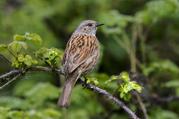 Dunnock