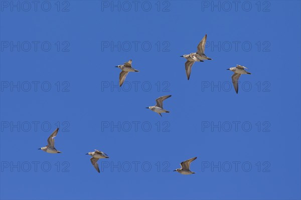 Red Knot