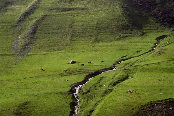 Pasture with horses and mountain stream