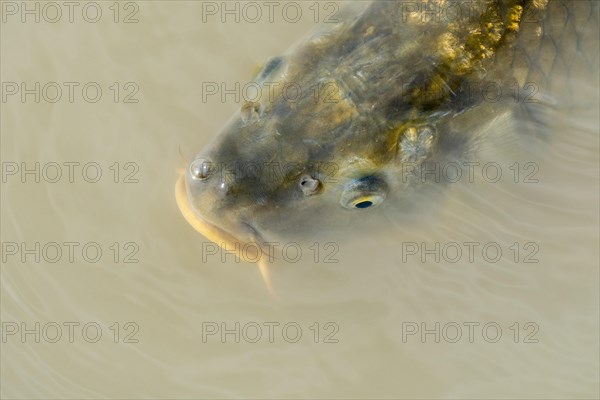 Eurasian carp