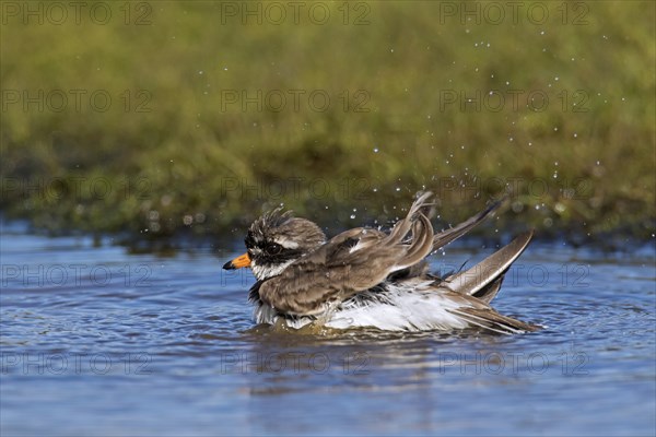 Common ringed plover