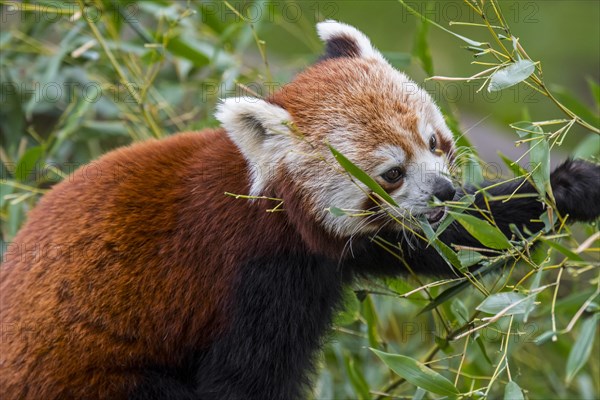 Red panda