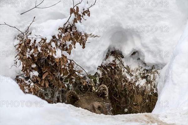 One year old brown bear