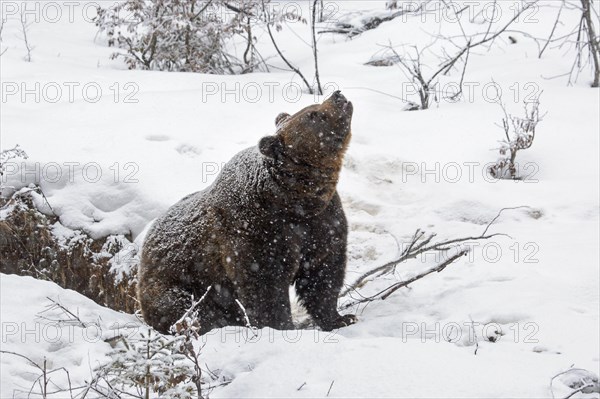 Brown bear