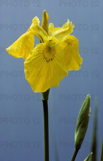 Yellow iris