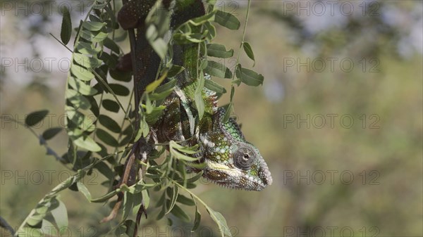 Close-up of bright green chameleon hanging down swaying on thin tree branch among green leaves on sunny day. Panther chameleon