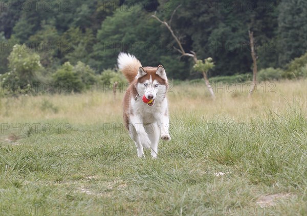 Siberian Husky