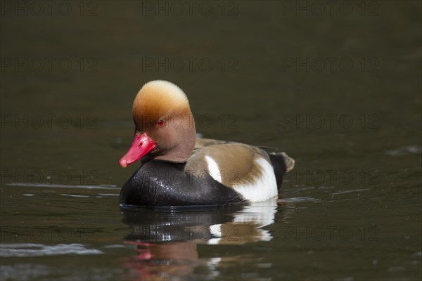 Red-crested pochard