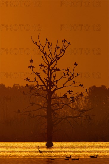 Colony of great cormorants