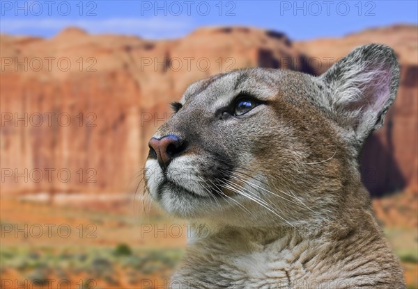 Close up portrait of cougar