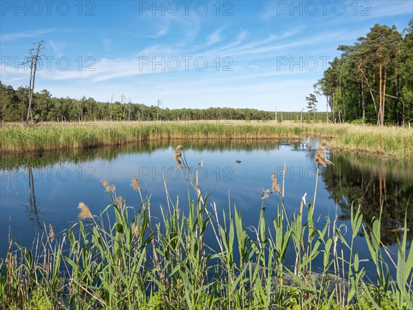 Moor in the Dueben Heath