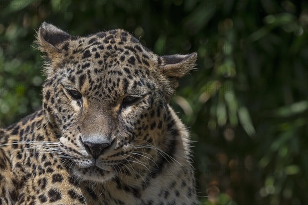 Persian leopard