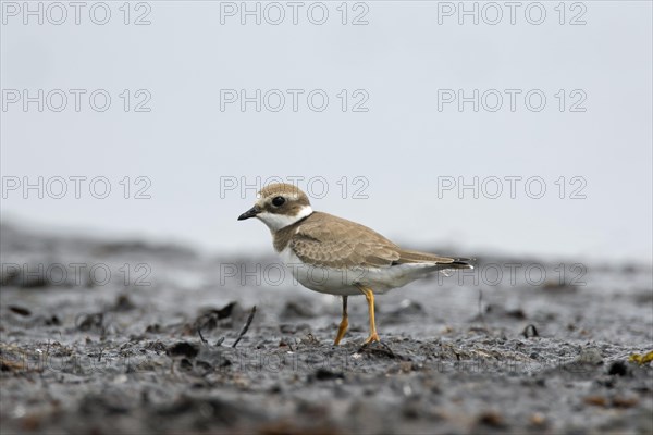 Common ringed plover