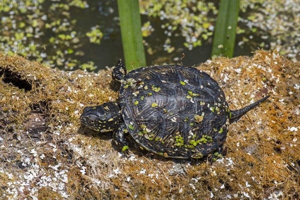 European pond turtle