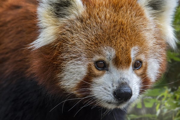 Close-up of red panda