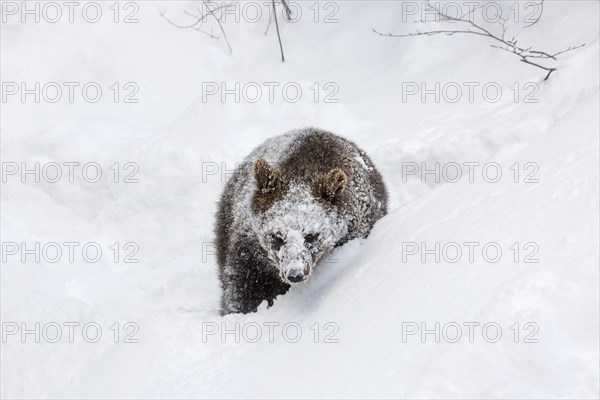 One year old brown bear