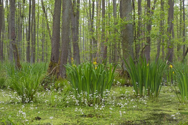 Alder carr showing black alder trees and aquatic plants like yellow flag