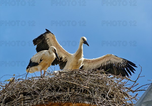 White storks