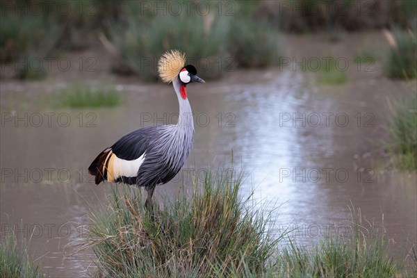 Black crowned crane