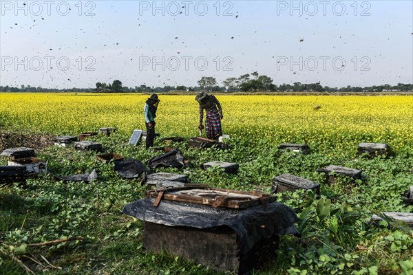 Bee keepers working in a bee farm near a mustards field in a village in Barpeta district of Assam in India on Wednesday 22 December 2021. The bee keeping business is one of the most profitable businesses in India. India has more than 3.5 million bee colonies. Indian apiculture market size is expected to reach a value of more than Rs. 30000 million by 2024