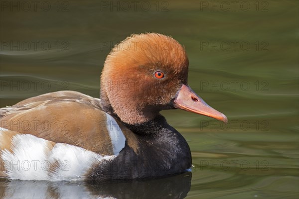 Red-crested pochard