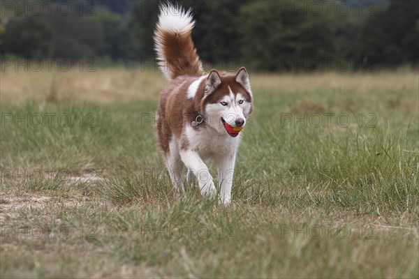 Siberian Husky