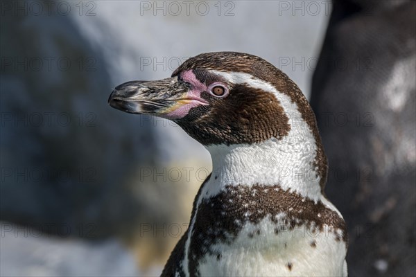 Humboldt penguin