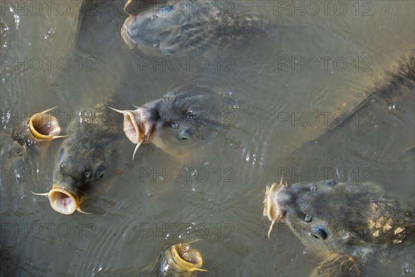 Eurasian carps