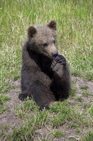 European brown bear