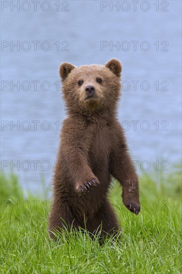 Eurasian brown bear