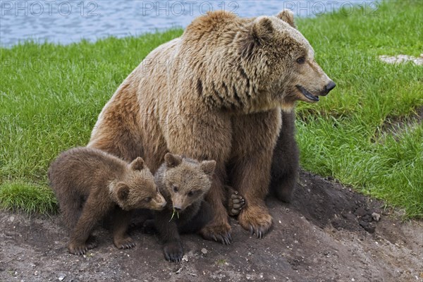 Eurasian brown bear