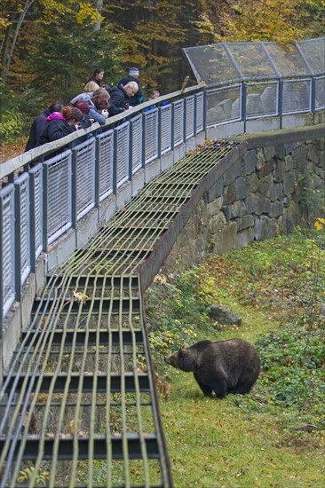 Tourists looking at European brown bear at the Tierfreigelaende