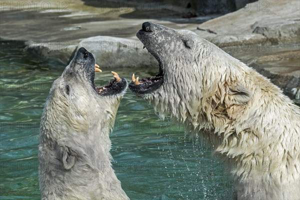 Two polar bears