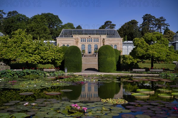 Water Lily Pond