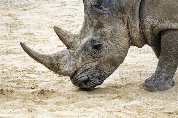 White rhinoceros