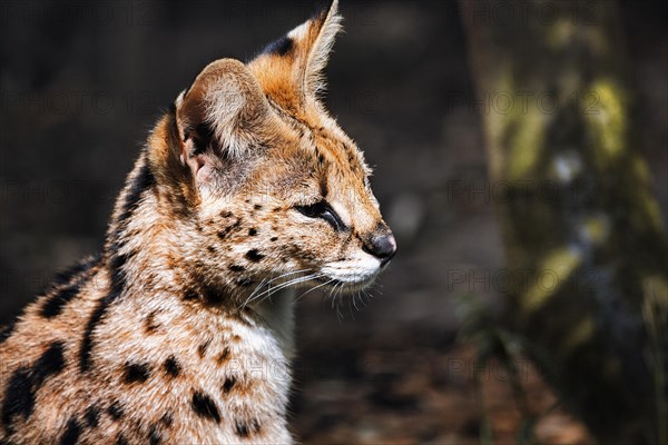 Serval