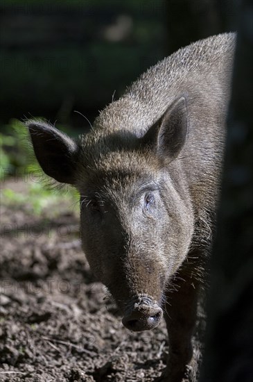 Wild boar