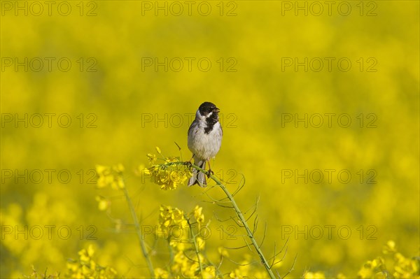 Common reed bunting