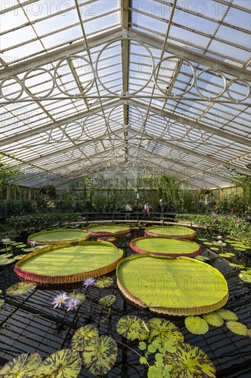 Waterlilies in Kew Gardens