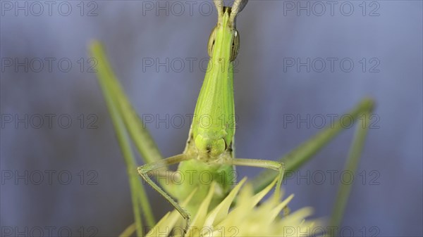 Frontal portrait of Giant green slant-face grasshopper Acrida sitting on spikelet on grass and blue sky background